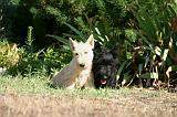 SCOTTISH TERRIER 217